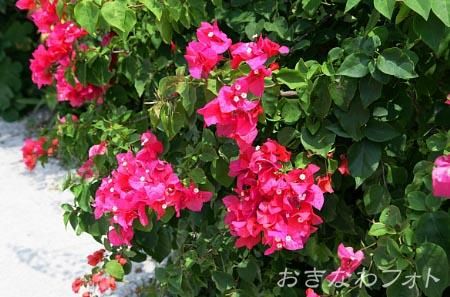 ブーゲンビリア