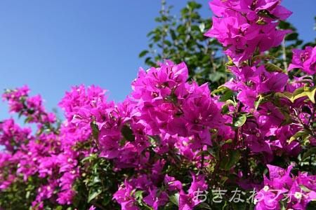 ブーゲンビリア