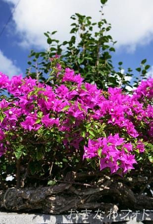 ブーゲンビリア