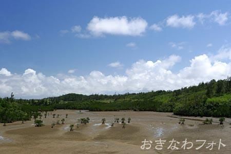 島尻のマングローブ