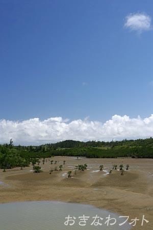 島尻のマングローブ