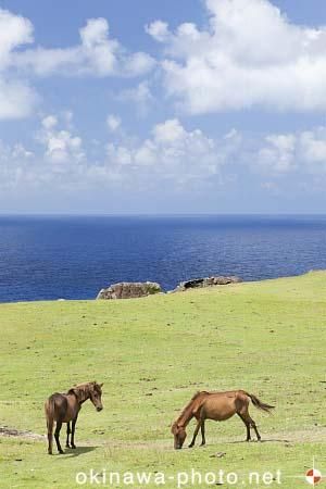 与那国馬