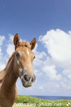 与那国馬