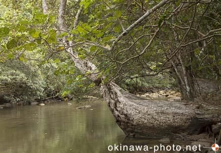 サキシマスオウの木