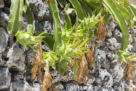 ドラゴンフルーツ