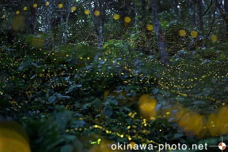 ヤエヤマボタル