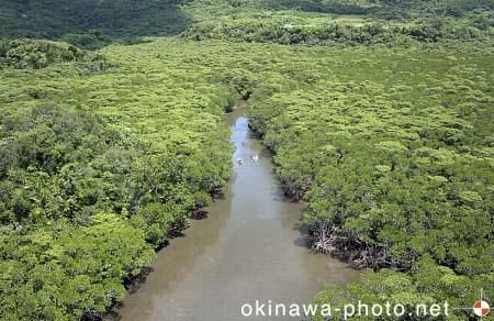 吹通川マングローブ