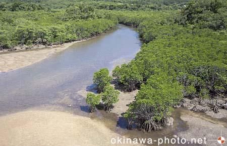 吹通川マングローブ