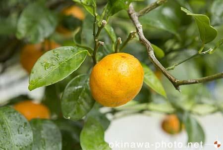 シークヮーサー