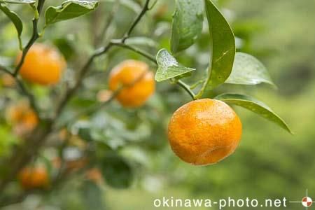 シークヮーサー