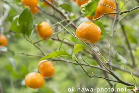 シークヮーサー