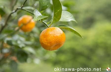 シークヮーサー