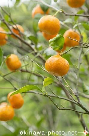 シークヮーサー