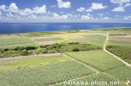 サトウキビ畑