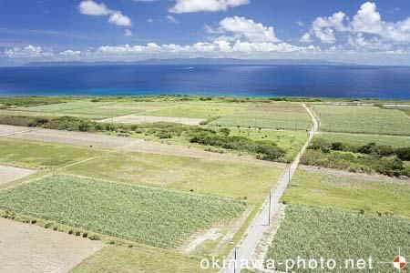 サトウキビ畑
