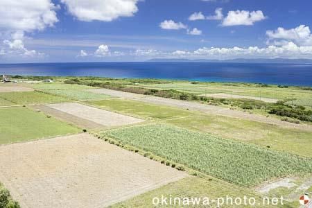サトウキビ畑