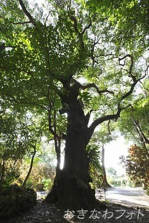 首里の大アカギ