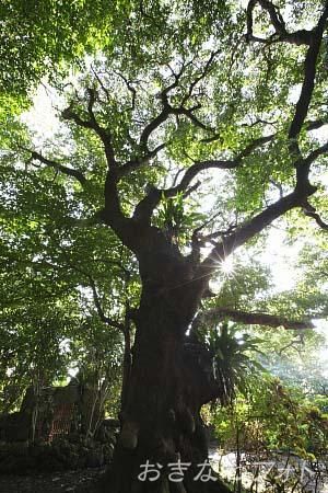 首里の大アカギ