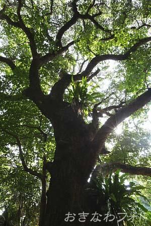 首里の大アカギ