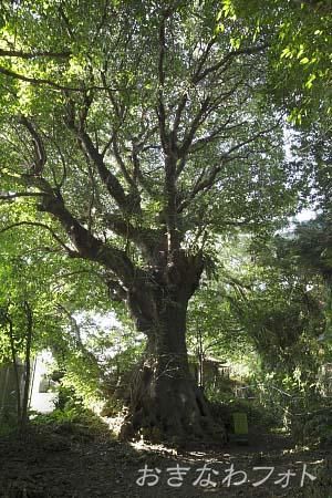 首里の大アカギ