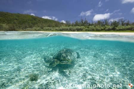ウミガメ