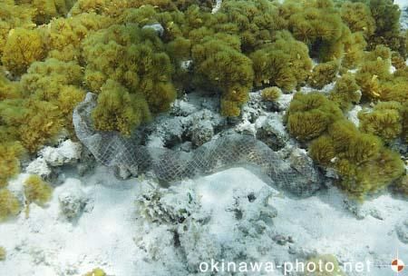 ウミヘビの抜け殻