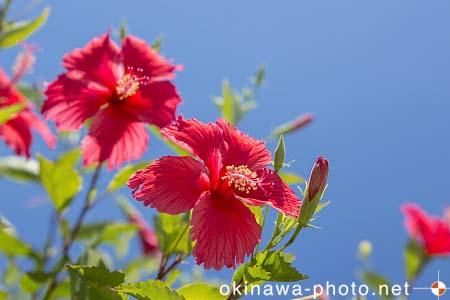 ハイビスカス