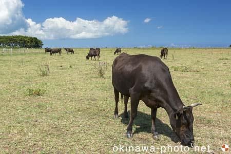 黒島牛