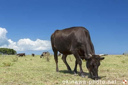 黒島牛