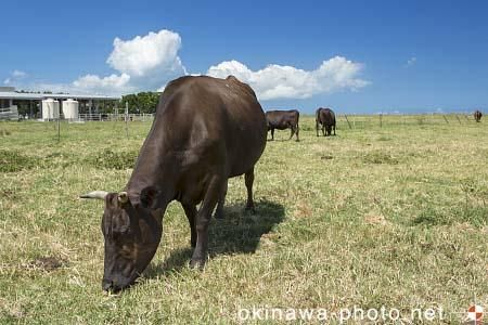 黒島牛