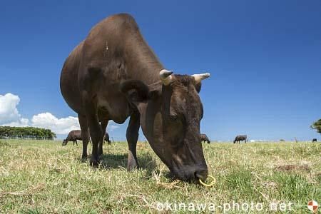 黒島牛