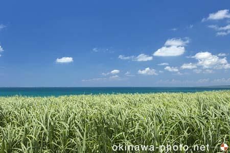 サトウキビ畑
