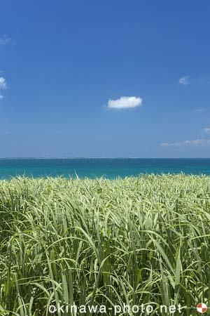サトウキビ畑