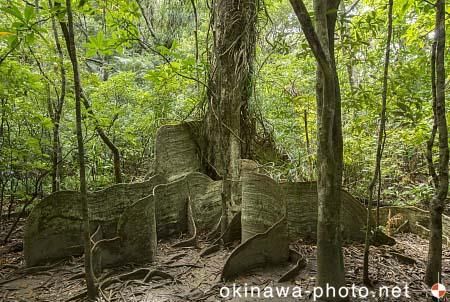 サキシマスオウの木
