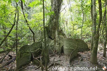 サキシマスオウの木