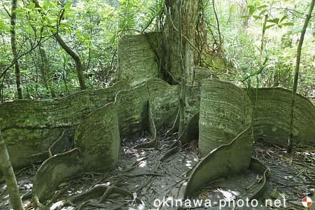 サキシマスオウの木