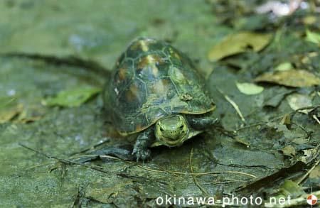 セマルハコガメ