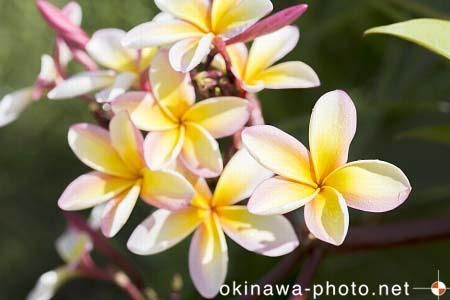 プルメリア
