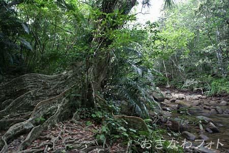 サキシマスオウの木