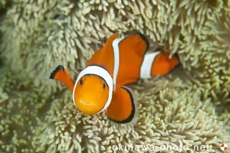 カクレクマノミ