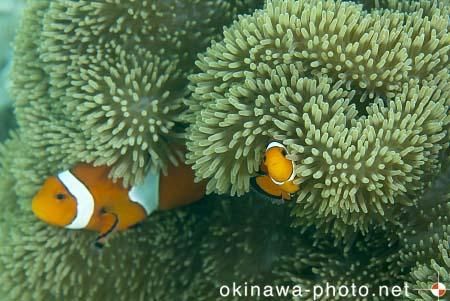 カクレクマノミ