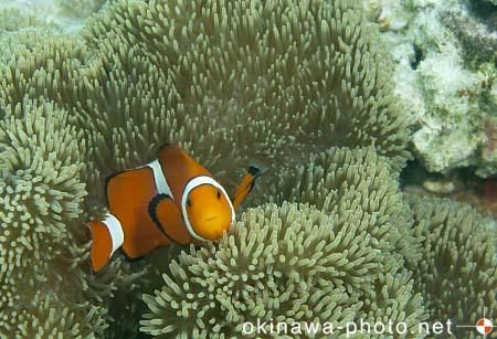 カクレクマノミ