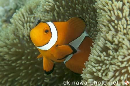 カクレクマノミ