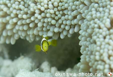 カクレクマノミ