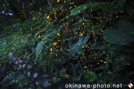 ヤエヤマボタル