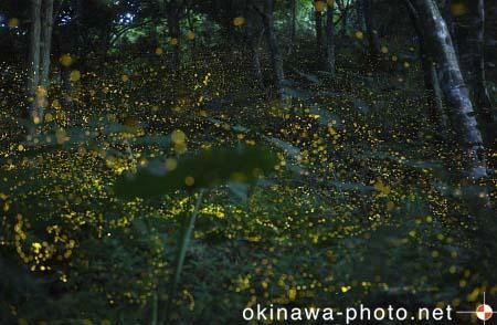 ヤエヤマボタル
