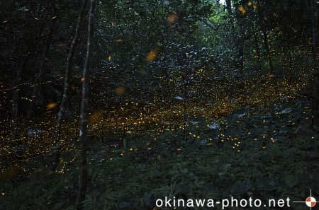 ヤエヤマボタル