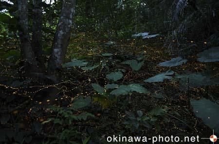 ヤエヤマボタル