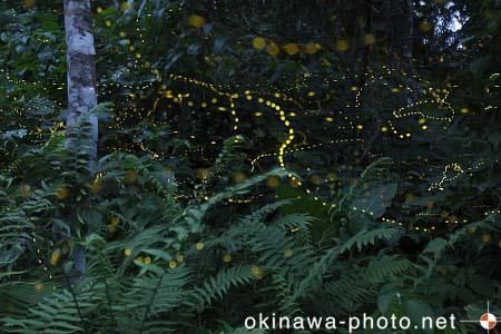ヤエヤマボタル