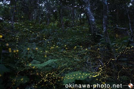ヤエヤマボタル